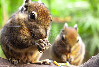 Tierfoto 2