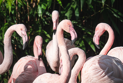 Mehrere rosafarbene Flamingos stehen dicht beieinander in der Sonne, grünes Blattwerk im Hintergrund