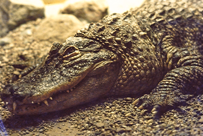 Krokodil liegt auf kiesigem Boden im Terrarium, Nahaufnahme