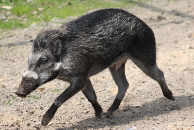 Mähnenschwein – Zootier des Jahres 2022 – läuft auf sandigem Boden