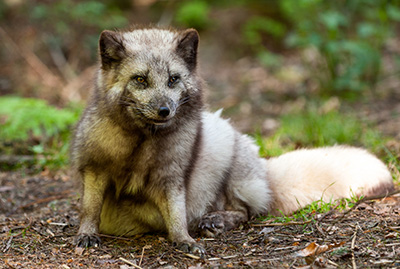 Polarfuchs mit hellem Sommerfell sitzt am Waldboden