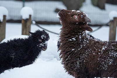 Zwei braune Schafe stehen im verschneiten Gehege