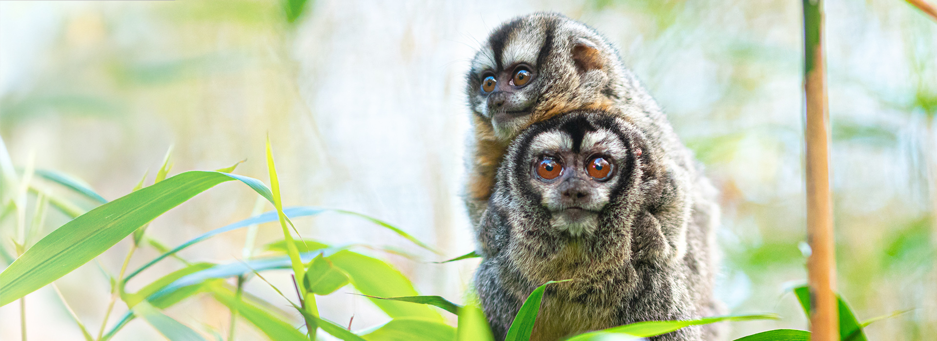Zwei kleine Äffchen im Wingster Waldzoo